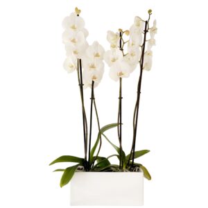Orchid Phalaenopsis in White
