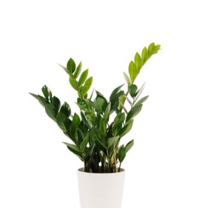 Zamioculcas Mini