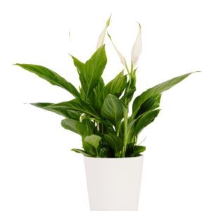 Spathiphyllum Mini - Peace Lily