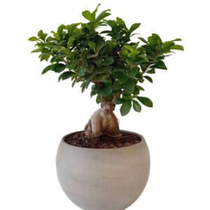 Φίκος Τζίνσενγκ Μπονσάι - Ficus Ginseng Bonsai Medium