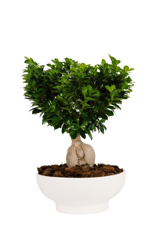 Φίκος Τζίνσενγκ Μπονσάι - Ficus Ginseng Bonsai Large