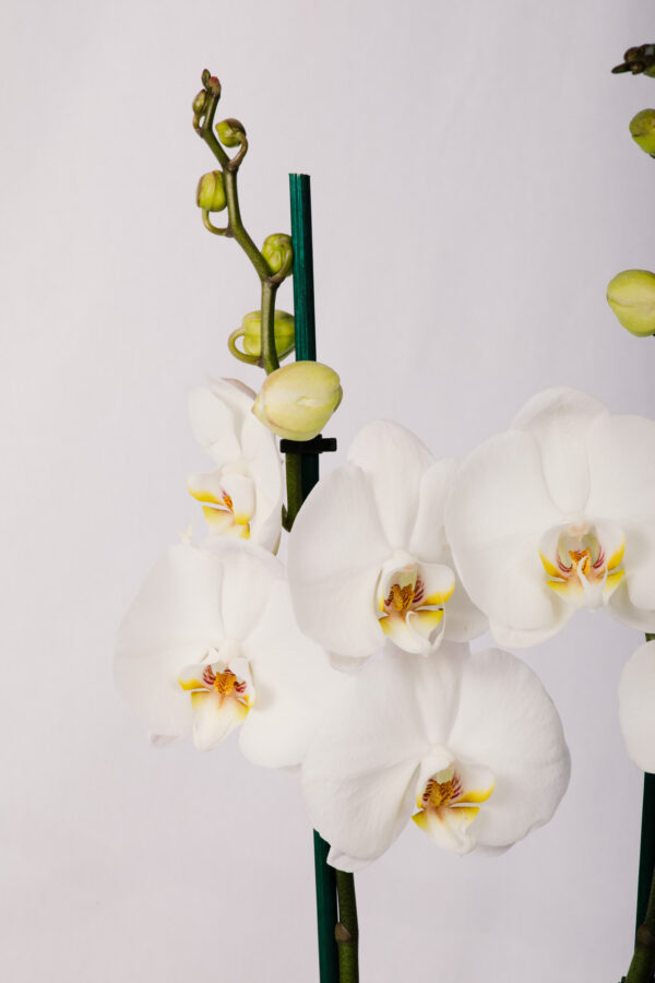 Ορχιδέα Φαλαίνοψις - Phalaenopsis Λευκή