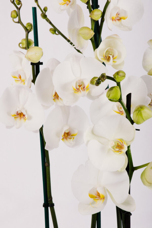 Ορχιδέα Φαλαίνοψις - Phalaenopsis Λευκή Τετραπλή
