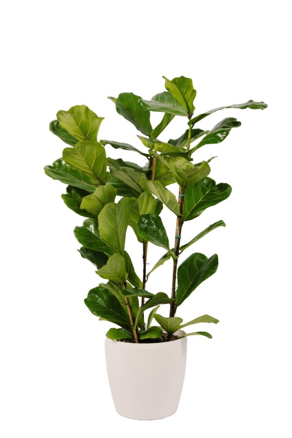 Φίκος Λυράτα - Ficus Lyrata
