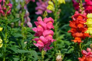 6 Καλοκαιρινά λουλούδια: Ο επίγειος παράδεισος στον κήπο σας