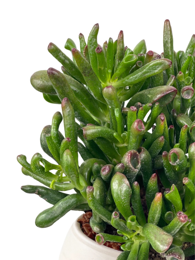 Κρασούλα Hobbit 2 Κρασούλα Hobbit - Image 2